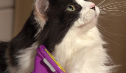 Furminator Tüy Alıcı Tarak