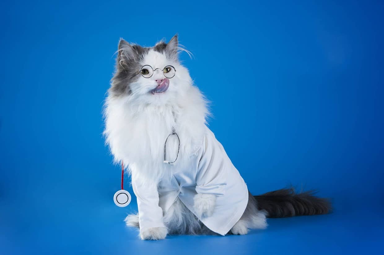 CatDoctor
