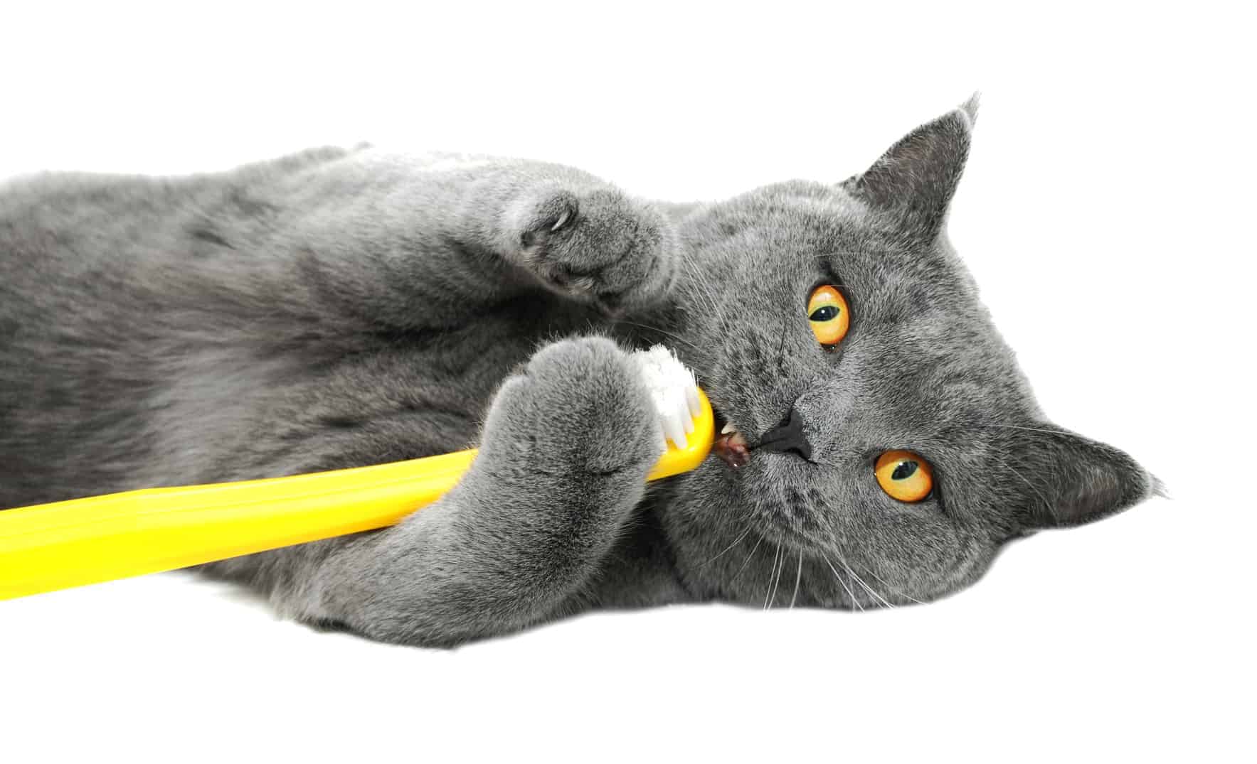 Kitty Dental