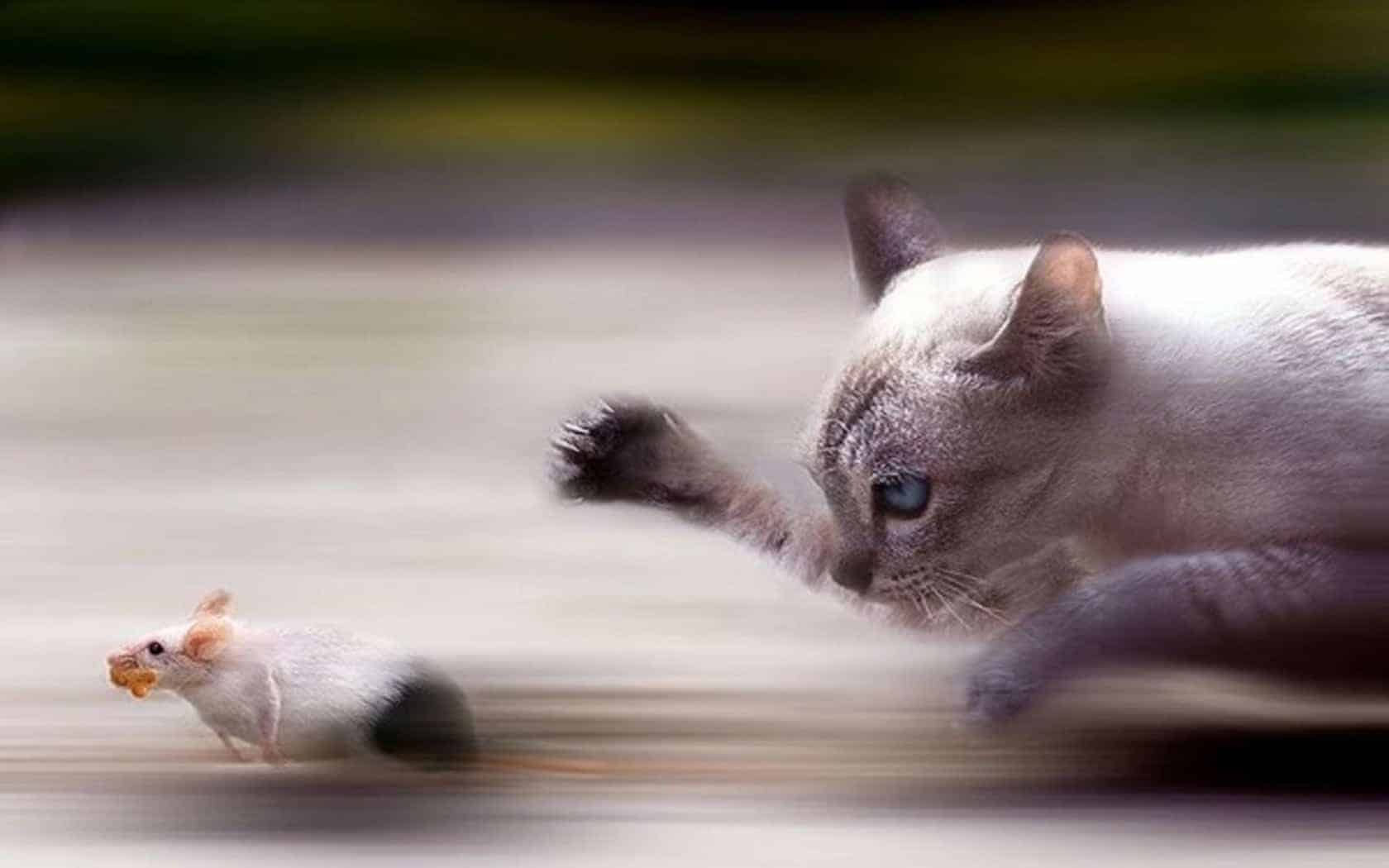 Mouse vs Cat
