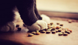 N&D ve Orijen Kedi Maması Üzerine