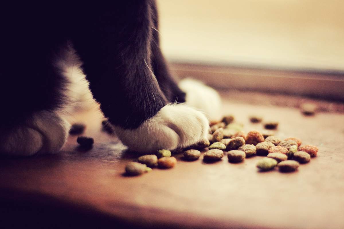 cat food