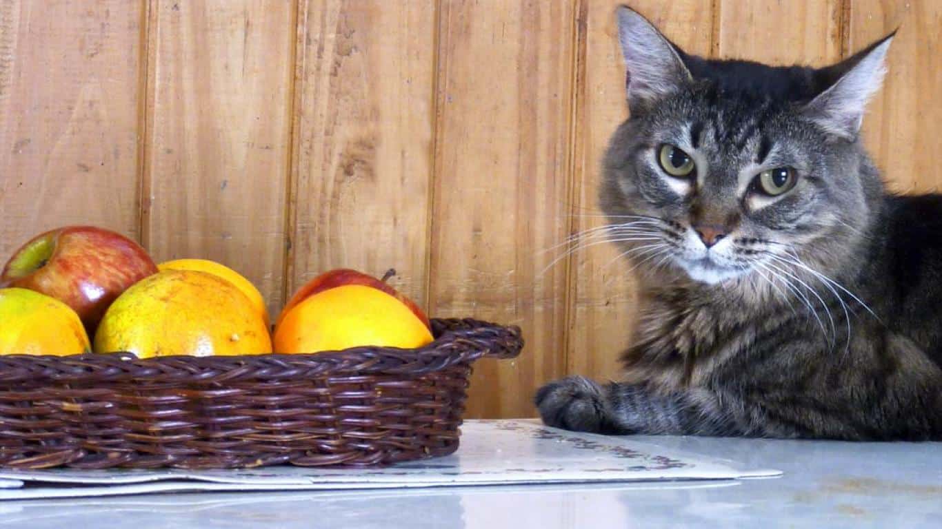 kedi beslenmesi