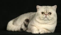 Kedi Kısırlaştırma Fiyatları