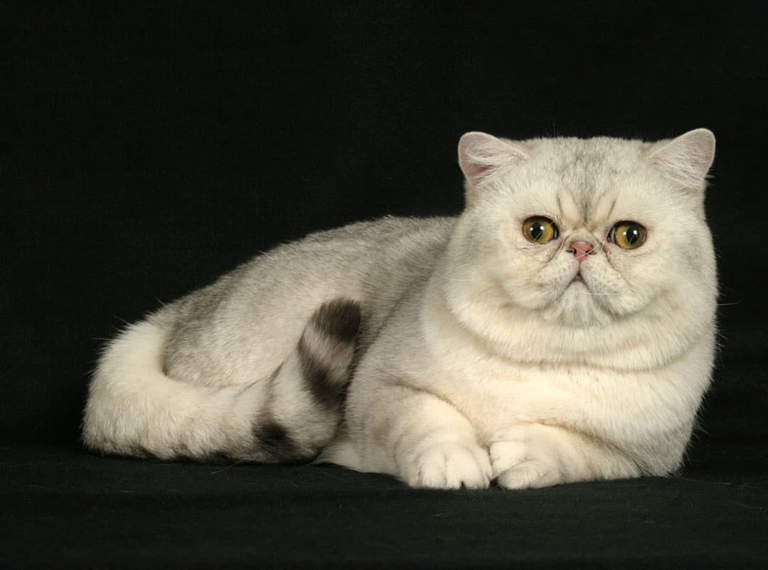 kedi kisirlastirma fiyatlari