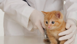 Kedi Lösemisi (FeLV)