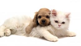 Kediler ve Köpekler