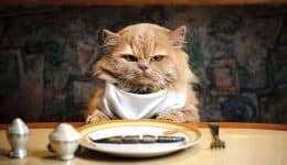 Tavsiye Edilen Tahılsız Kedi Mamaları