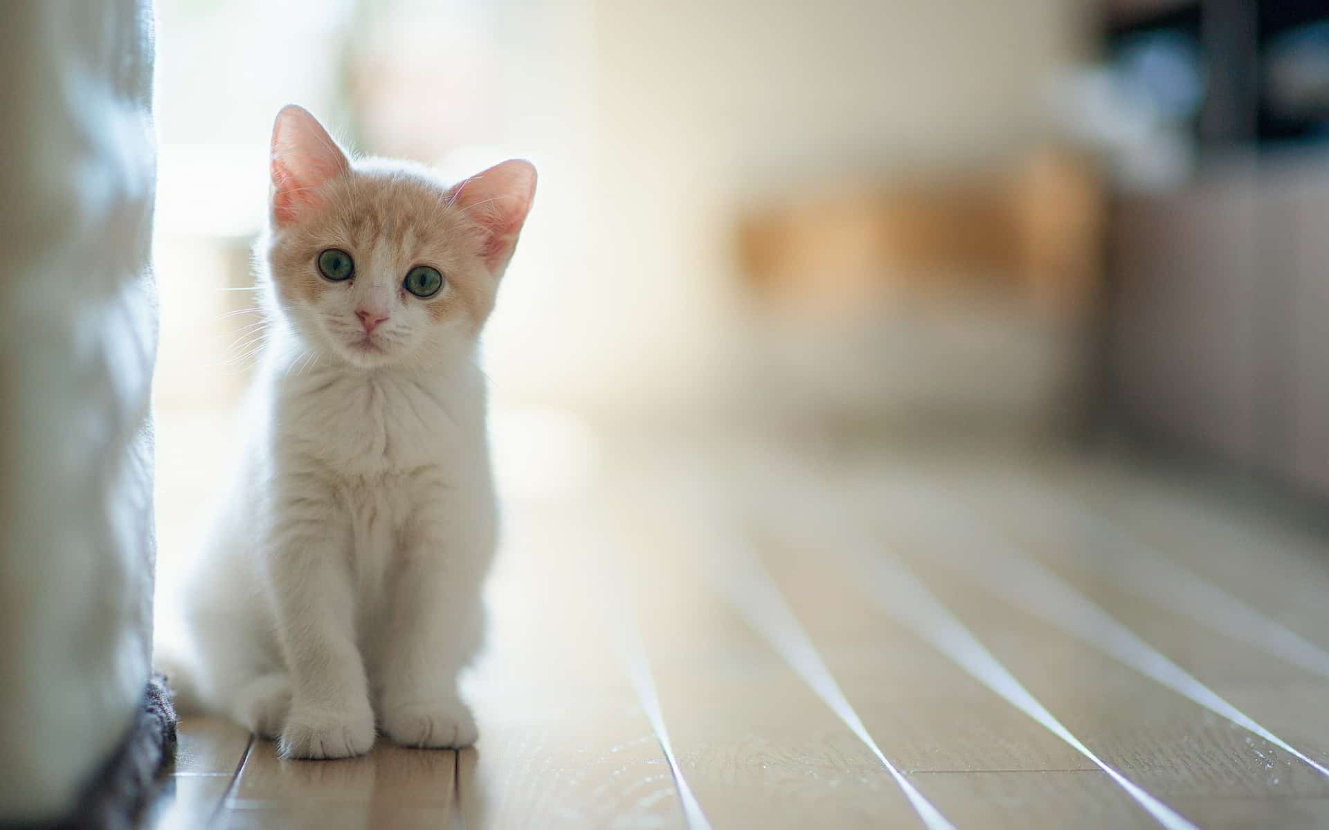 white baby cat 228306