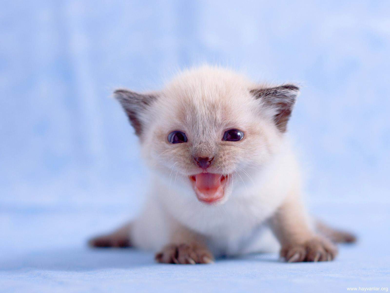 yeni dogmus kedi