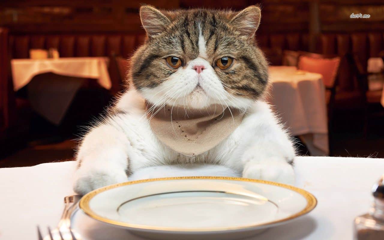 30485 cat at the eating table 1280x800 animal wallpaper