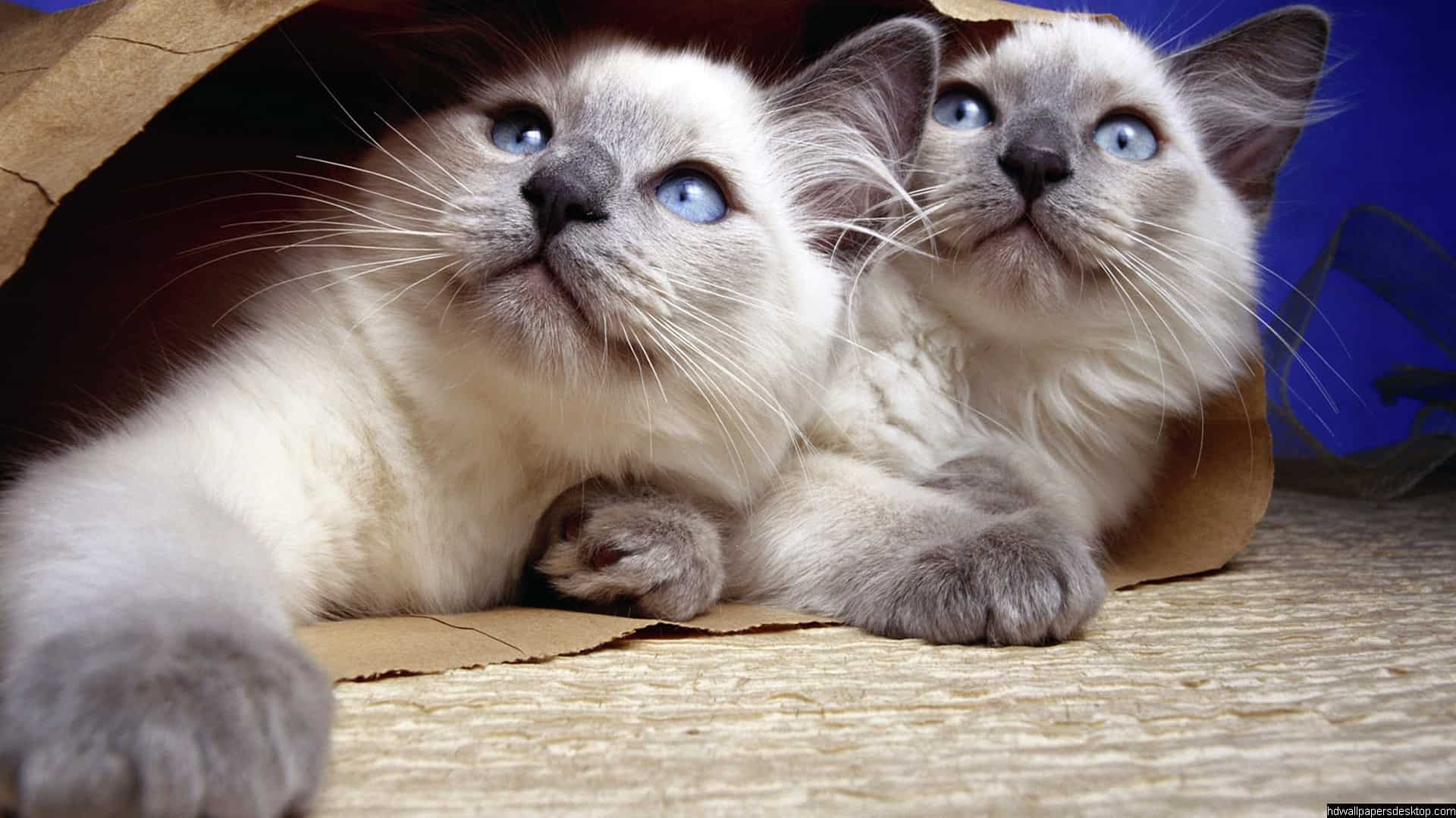 HD Wallpapers 1080p 14
