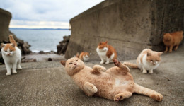 Fukuoka kedi cennetinden kareler