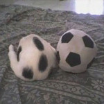 futbol topu kedi