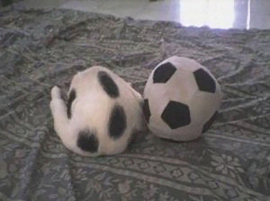 futbol topu kedi