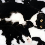 halı kedi