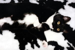 halı kedi