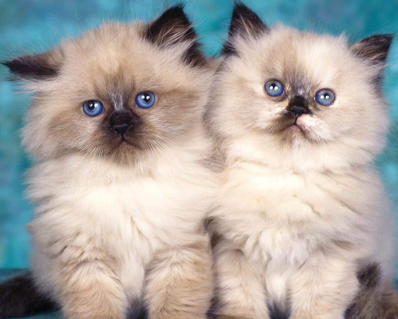 himalayan kedisi