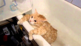 Kedilerin banyo yapmaya ihtiyacı var mıdır?