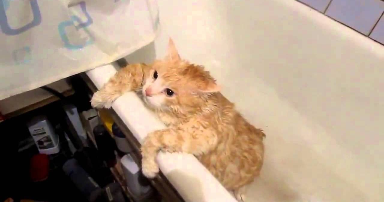 kedi banyo e1431420762597