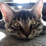 kedi goz 4