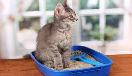 Kaç adet kedi tuvaletine sahip olmalısınız?