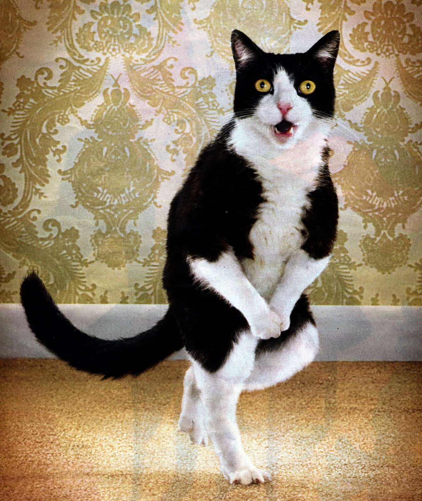 kedi kısırlaştırma