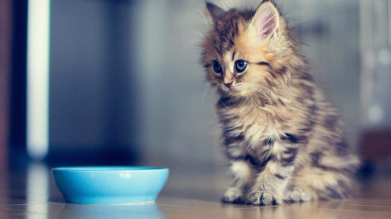 kedi maması
