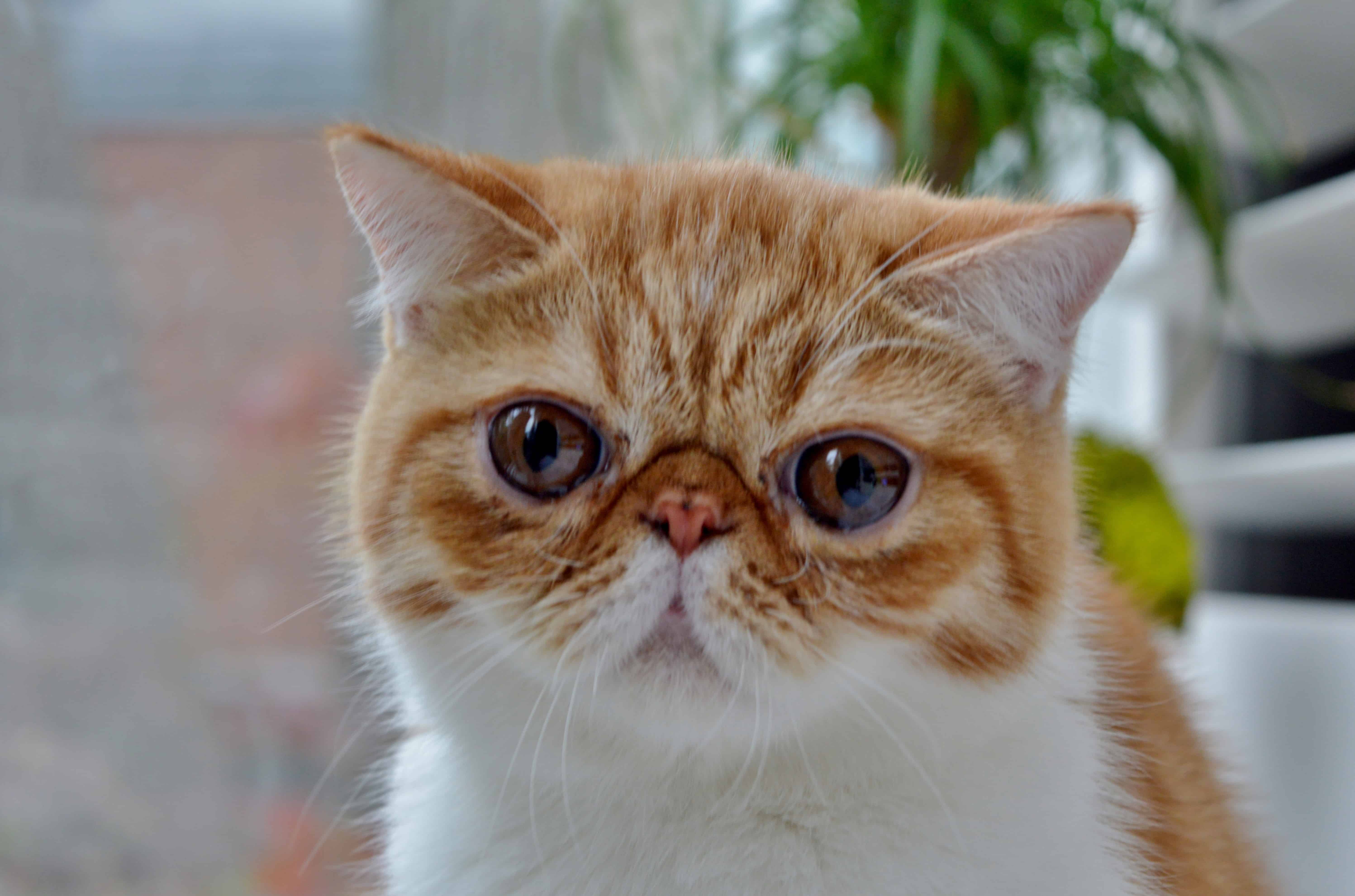 kedi