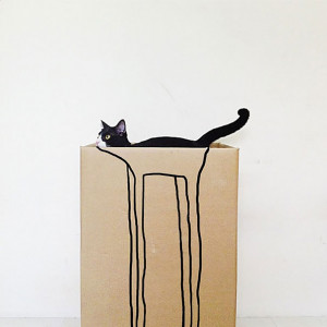 kutuda kedi