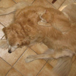 köpekli kedi