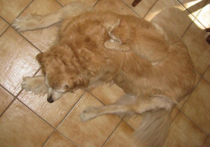 köpekli kedi