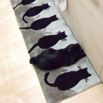 paspas kedi