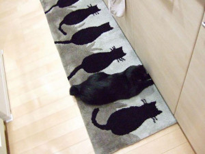 paspas kedi
