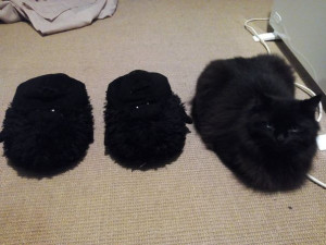terliksi kedi
