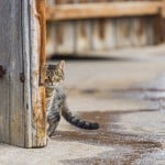utangac kedi