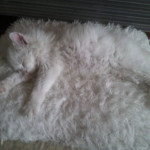 uyuyan kedi