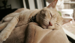 Yaşlı bir kedi sahiplenmek için 7 sebep