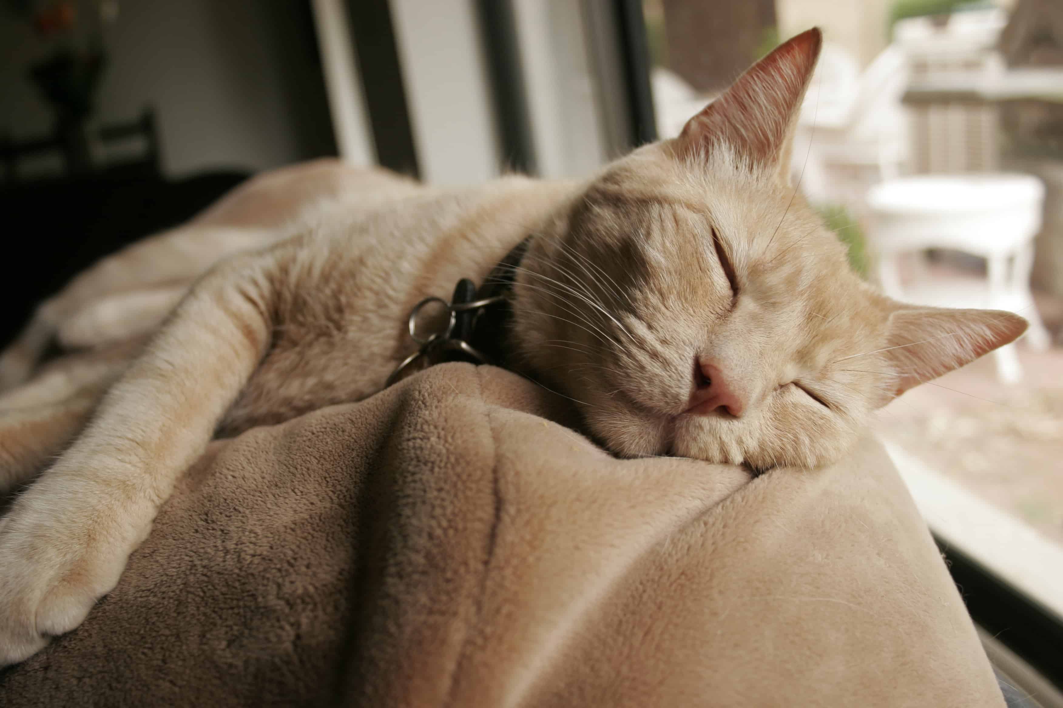 yaşlı kedi