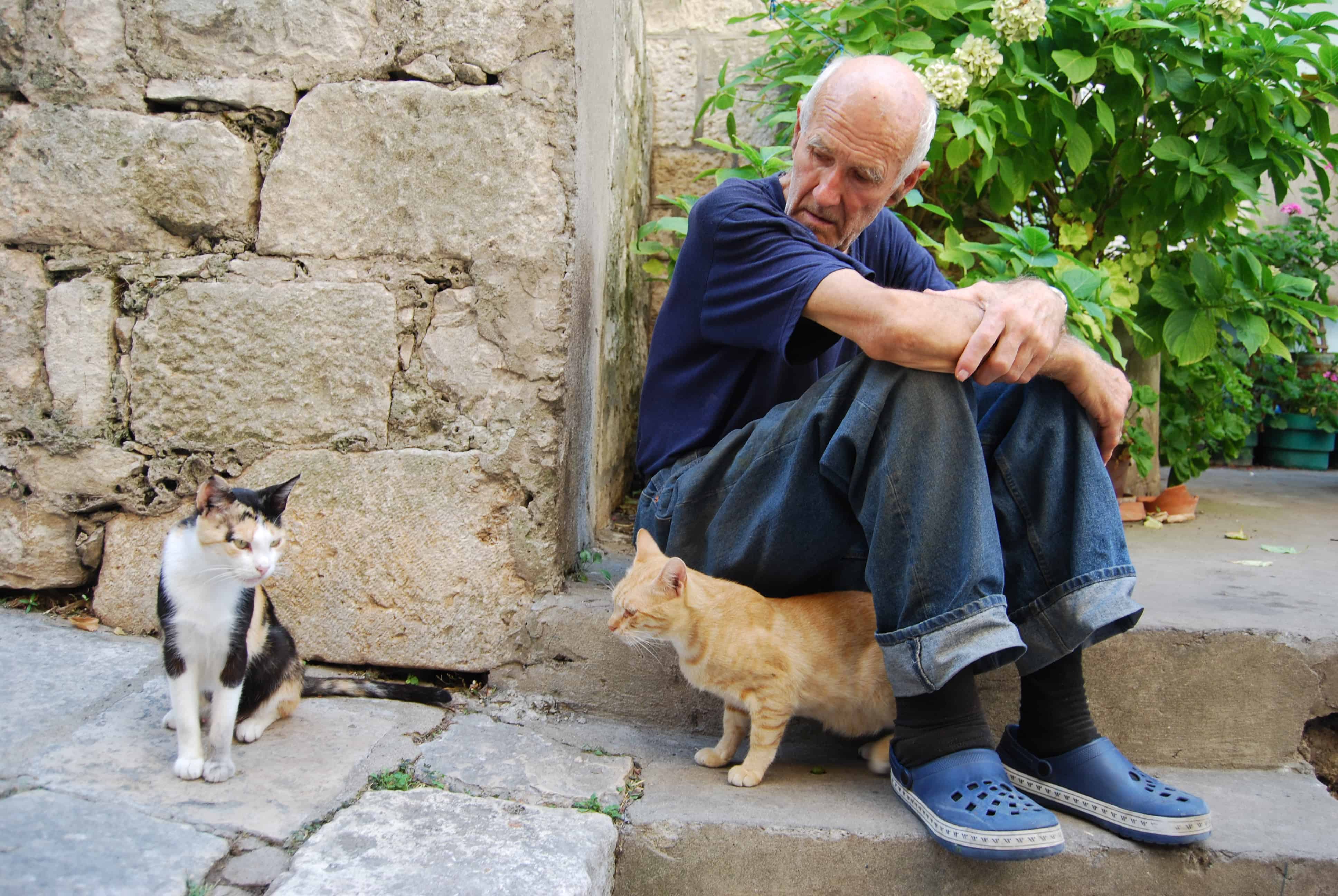 yaşlı kedi1