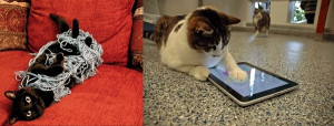 2 kedi 90