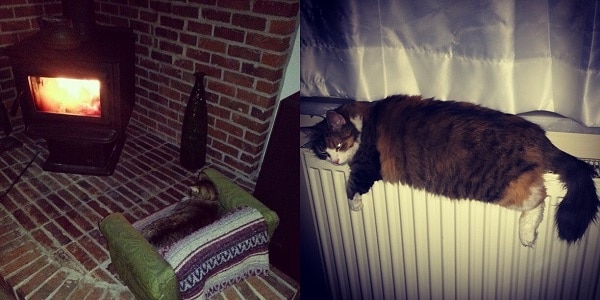 3 kedi 90