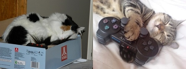 5 kedi 90