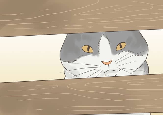 670px-Find-a-Lost-Cat-Step-10-Version-2