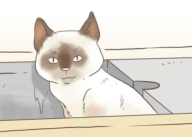 670px-Find-a-Lost-Cat-Step-11-Version-2