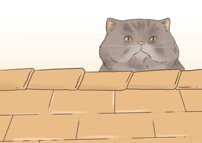 670px-Find-a-Lost-Cat-Step-12-Version-2