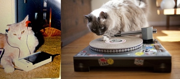 7 kedi 90