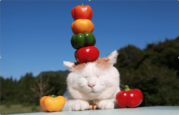aymutlu uyuyan kedi