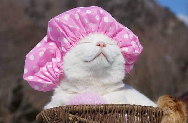 aymutlu uyuyan kedi3