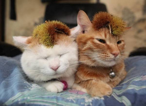 aymutlu uyuyan kedi5